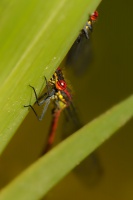 Sidelko rumenne - Pyrrhosoma nymphula - Large Red Damselfly 5718